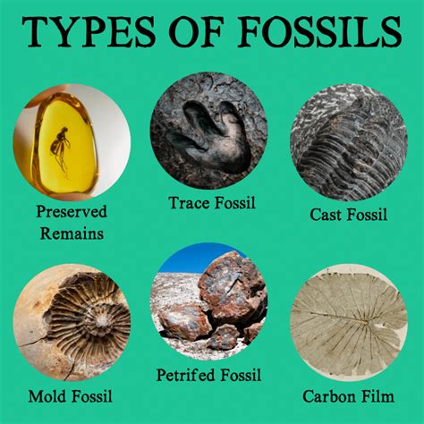 4 different types of fossils.